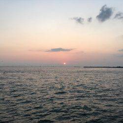 アオリイカ調査