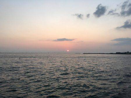 アオリイカ調査