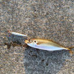 ポーアイ沖ライトショアジギング