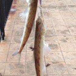 オシャレなエソ