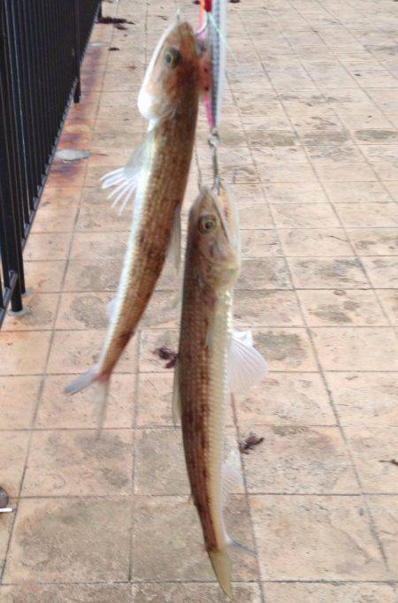 オシャレなエソ