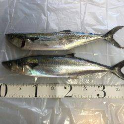 岸和田一文字釣行 タチウオは何処へ?