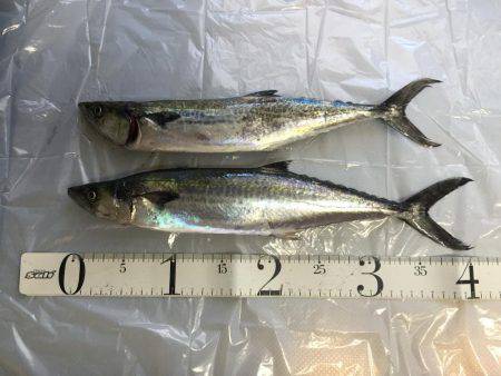 岸和田一文字釣行 タチウオは何処へ?