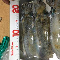 イカいっぱいおった((((；ﾟДﾟ)))))))