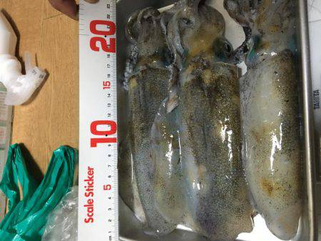 イカいっぱいおった((((；ﾟДﾟ)))))))