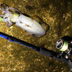 アオリイカ15cm出ました！