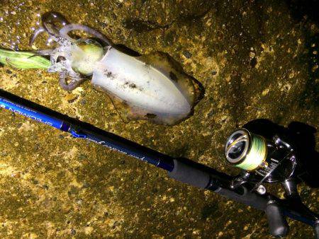 アオリイカ15cm出ました！