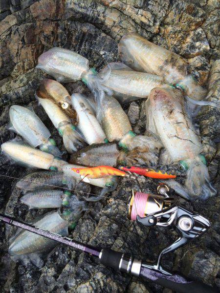 朝マヅメエギング