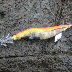 アオリイカ!秋イカでも3,5号オンリーでエギング!