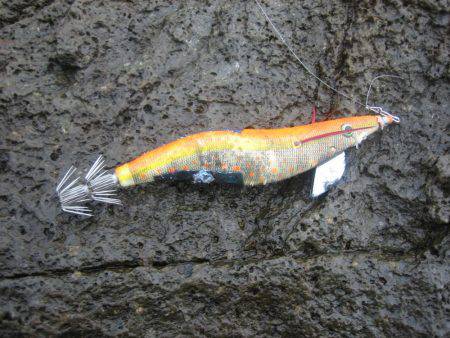 アオリイカ!秋イカでも3,5号オンリーでエギング!