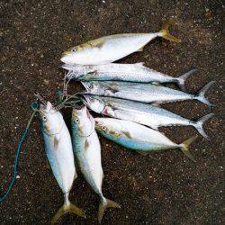 大蔵海岸でサゴシ&ツバス