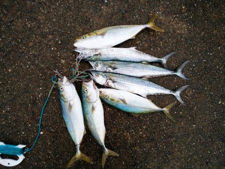 大蔵海岸でサゴシ&ツバス