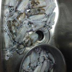 大漁を目指して磯へヤブこぎに