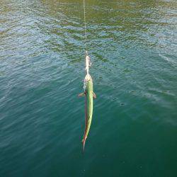 アオリイカ釣りと青物狙いの二本立て釣行