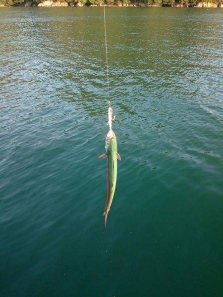 アオリイカ釣りと青物狙いの二本立て釣行