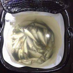 タチウオ見つけたと言えるのか!?