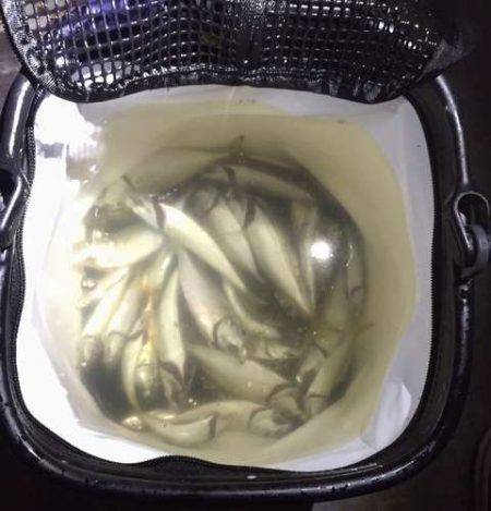 タチウオ見つけたと言えるのか!?