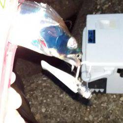 近場にも、タチウオが来たあ!