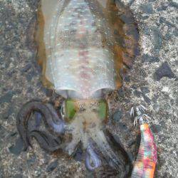 アオリイカ成長中！！