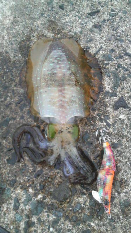 アオリイカ成長中！！