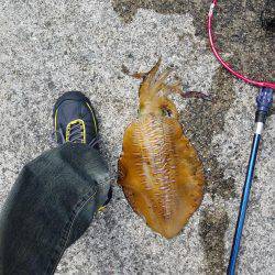 アオリイカ親もまだいる