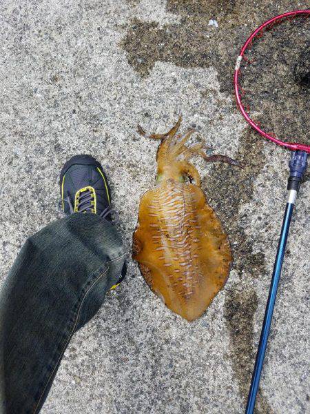 アオリイカ親もまだいる