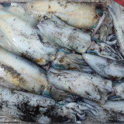 陸っぱりエギング