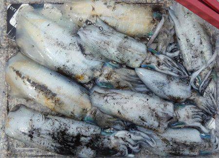 陸っぱりエギング