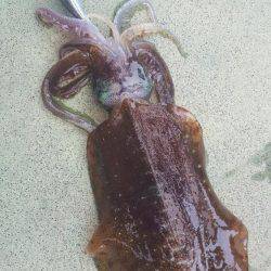 新子エギング！