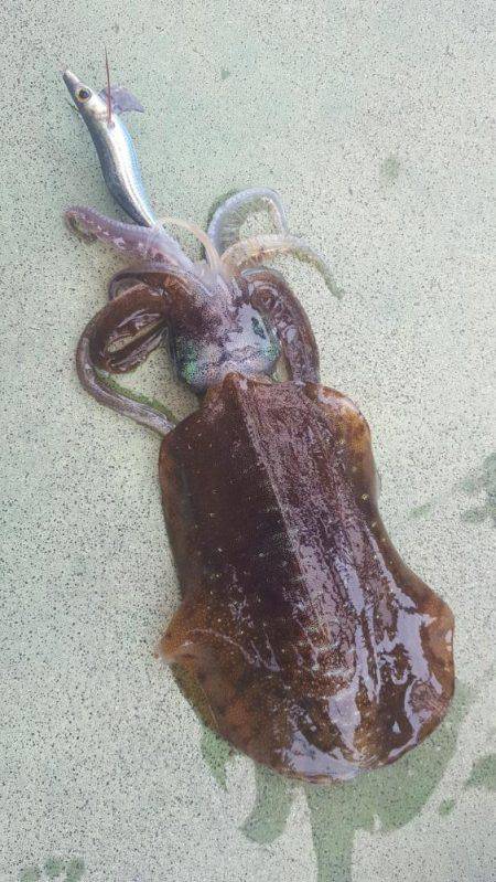 新子エギング！