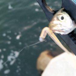 入れ食いアジング♪