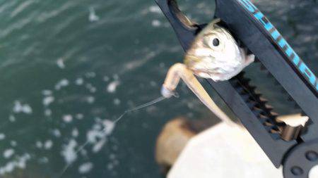 入れ食いアジング♪