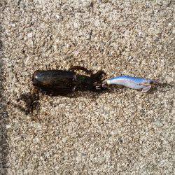 アオリイカの新子