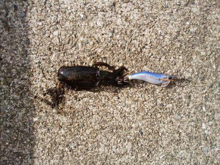 アオリイカの新子