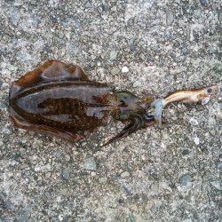 大蔵海岸でウルメイワシ&アオリイカの新子