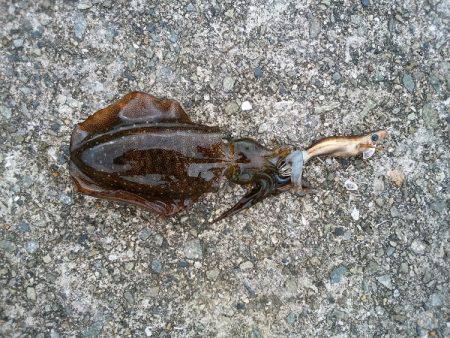 大蔵海岸でウルメイワシ&アオリイカ…