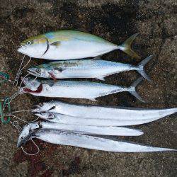 大蔵海岸でタチウオ&サゴシ&ハマチ！