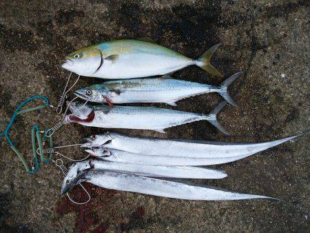 大蔵海岸でタチウオ&サゴシ&…