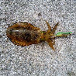 大蔵海岸でえんぴつサヨリ&アオリイカの新子