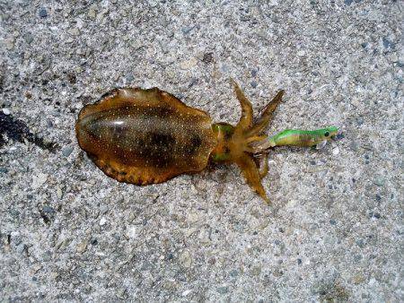 大蔵海岸でえんぴつサヨリ&アオリイカの新子