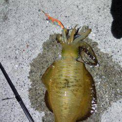 アオリイカ・太刀魚・剣先イカ