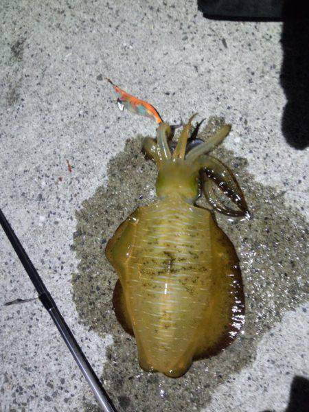 アオリイカ・太刀魚・剣先イカ