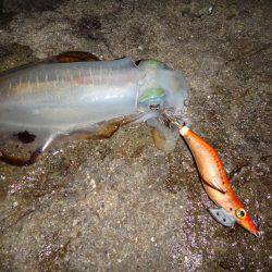 ナイトエギング