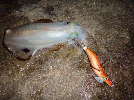 ナイトエギング