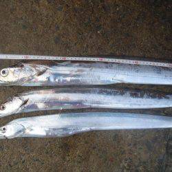 ジグよりワインドよりテンヤ