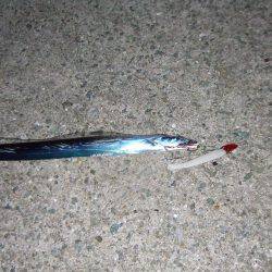 南芦屋浜　今季初のタチウオ