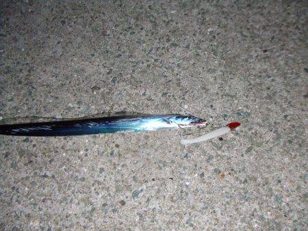 南芦屋浜　今季初のタチウオ