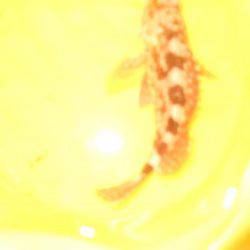 台風前にチヌ狙いだが…