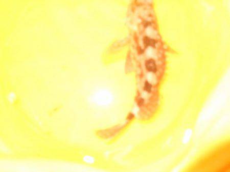 台風前にチヌ狙いだが…