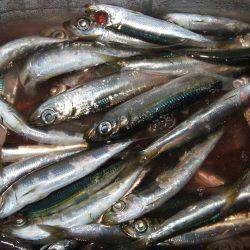 タチウオ釣り、サビキは好調！